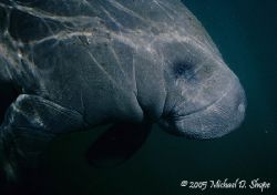 This was taken in Crystal River Florida with Sea&Sea MM I... by Michael Shope 